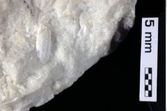 Foto (Detailansicht) von Cracensigillatus acutirostris (Moericke, 1889) (NHMW-GEO-1990-0041-0386)